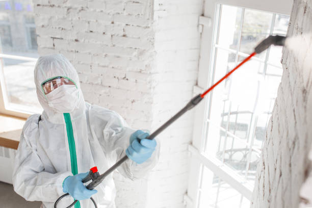 Professional Mold Removal in Brielle, NJ