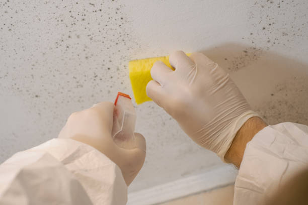 Best Mold Documentation for Insurance Claims  in Brielle, NJ