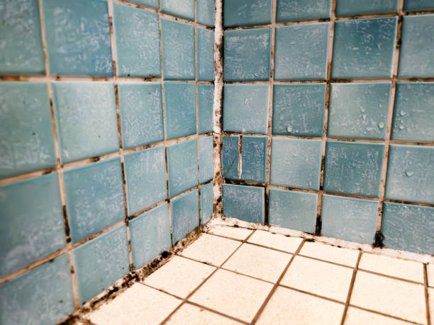 Best Mold Documentation for Insurance Claims  in Brielle, NJ